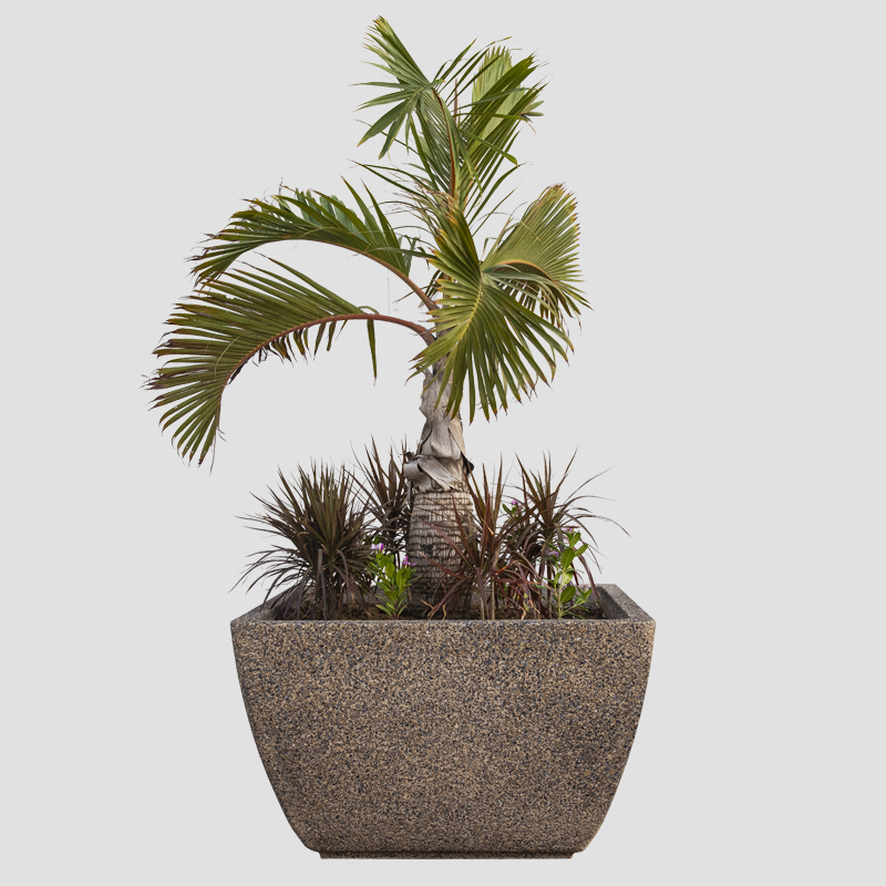 Palm